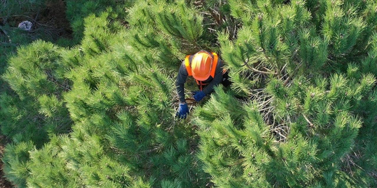 Orman Genel Müdürlüğü 496 personel alacak