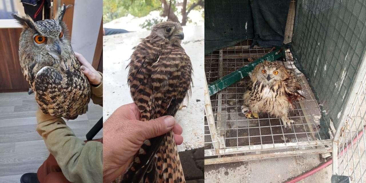 Şırnak'ta yaralı ve bitkin bulunan 4 kuş tedavi altına alındı