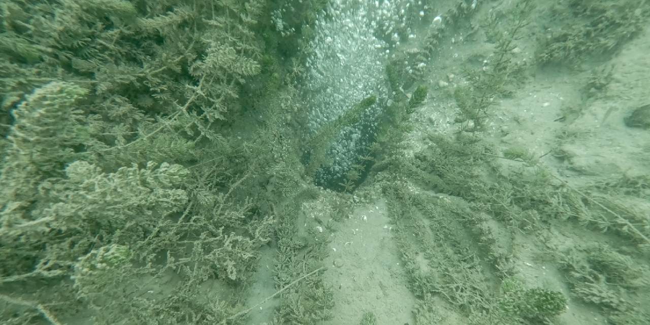 Sapanca Gölü'nde neler oluyor? Halk diken üstünde! Ekipler bölgeye akın etti