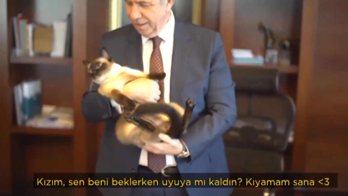 Ankara Büyükşehir Belediyesi'nin kedisi Khaleesi, 24 Eylül'deki davayı hatırlattı