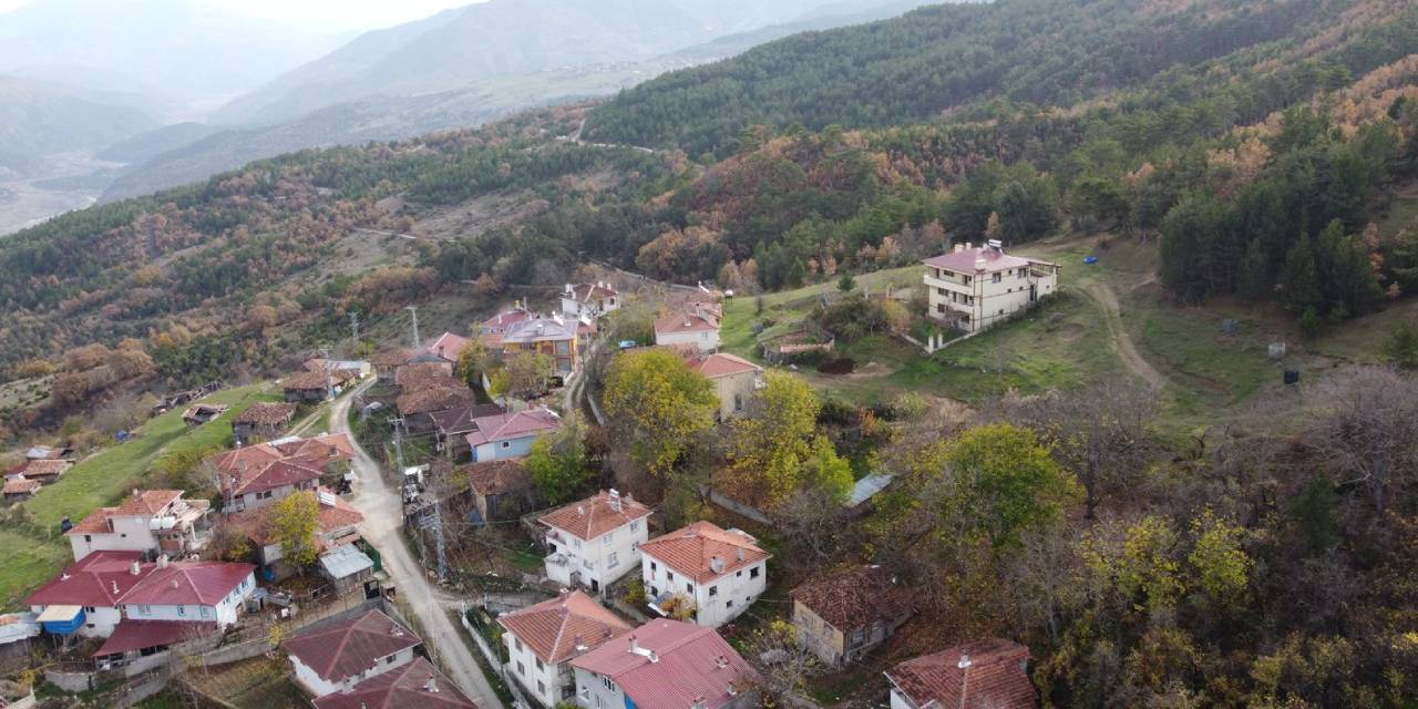 Mantar toplamaya giden kadın ormanda ölü bulundu!