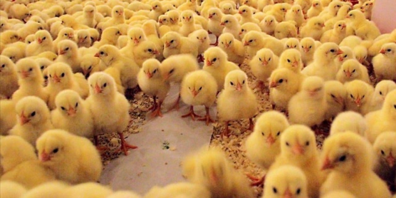 Tavuk çiftliğinde yangın: 5 bin civciv yaşamını yitirdi