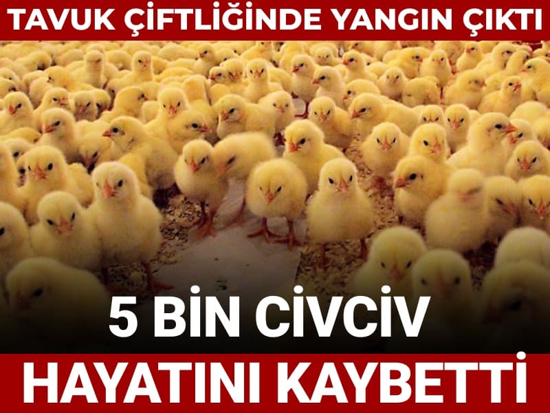 Tavuk çiftliğinde yangın: 5 bin civciv yaşamını yitirdi