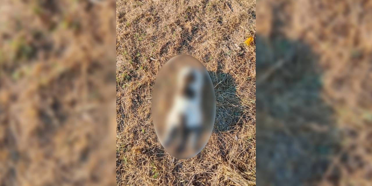 Doğa düşmanları her yerde! Mersin'de kediyi işkenceyle öldürdüler