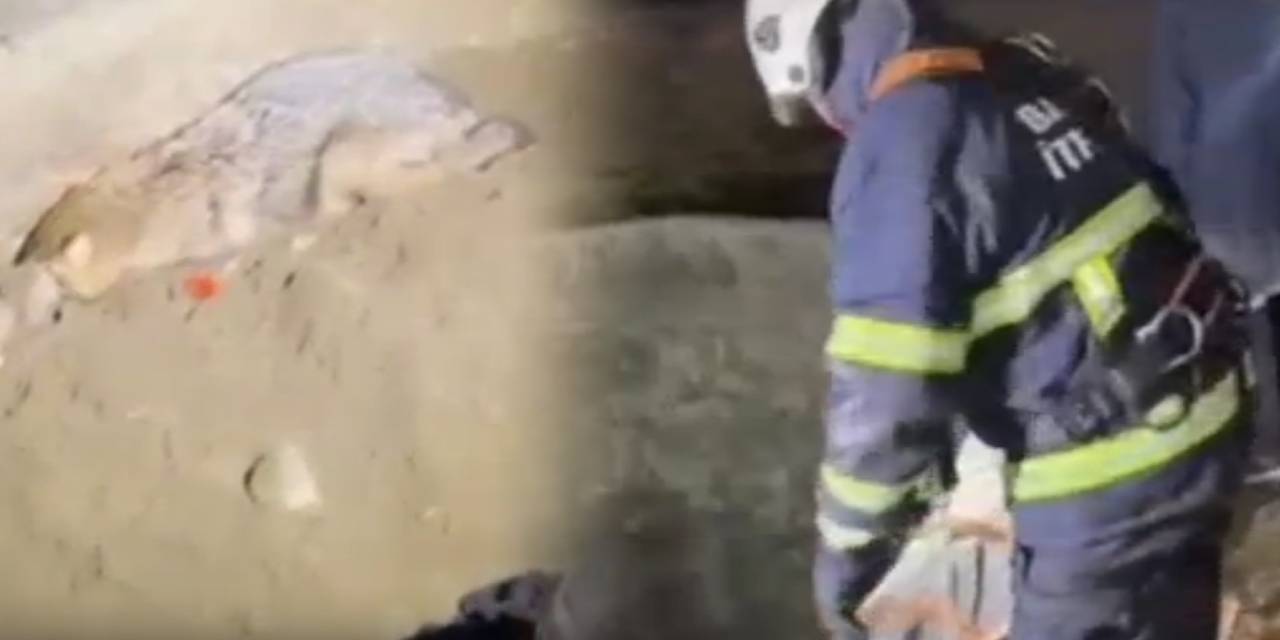 Su kuyusuna düşen çakalı itfaiye ekipleri kurtardı!