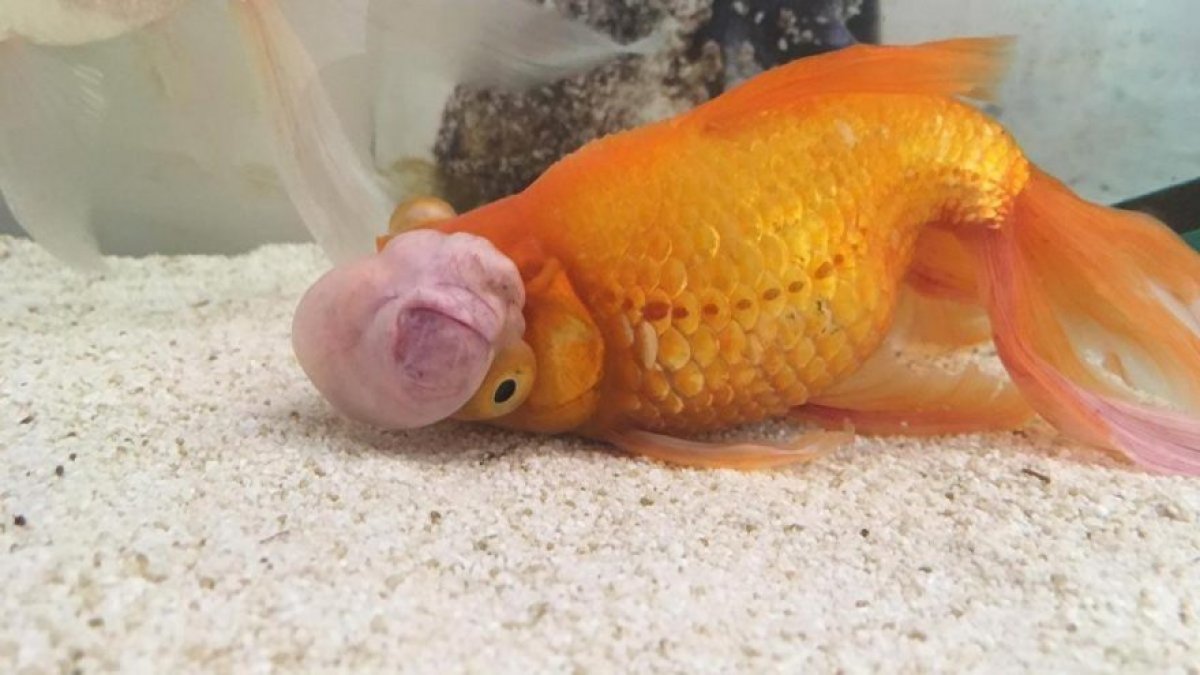 Japon balığına "beyin ameliyatı"