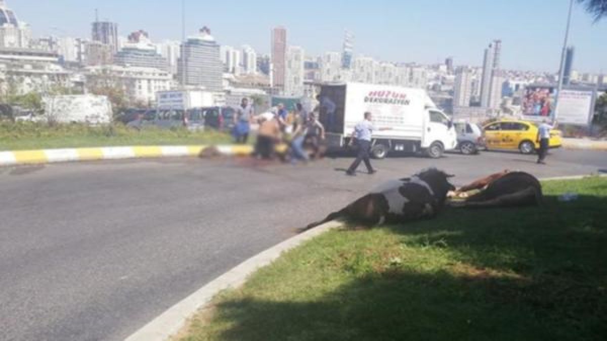 Kapalı kasada havasız kalan kurbanlık "telef" olmasın diye yol ortasında kesildi!