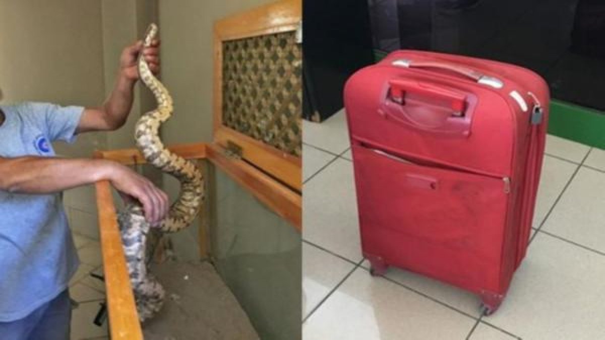 Yolcunun valizinden çıkan herkesi şoke etti!