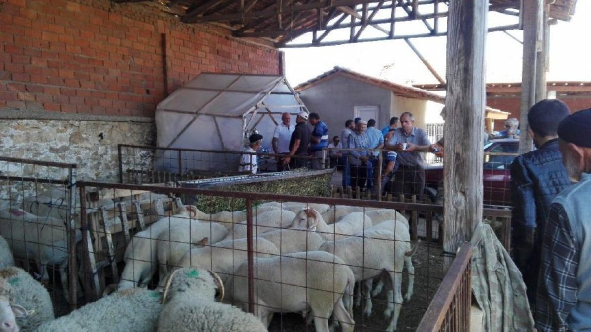 Ekonomik kriz "bayramı" vurdu! Kurbanlıklar elde kaldı