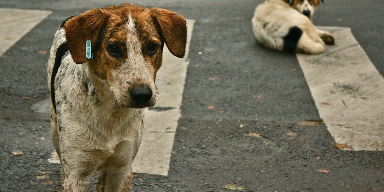Son Dakika | İstanbul Valiliği sokak köpeklerini beslemeye yasak getirdi