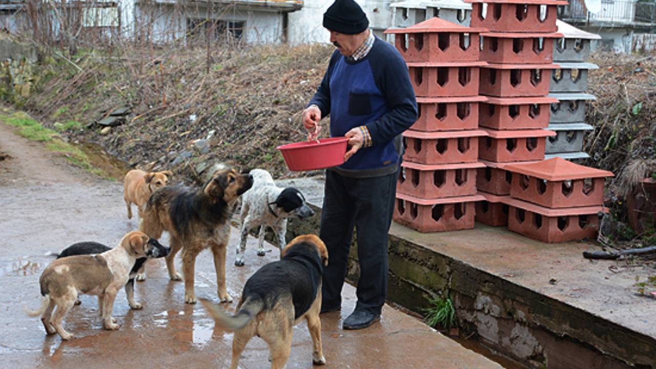 Valilik sokak hayvanlarına savaş açmıştı: Türkiye Hayvanları Koruma Vakfı'ndan tepki
