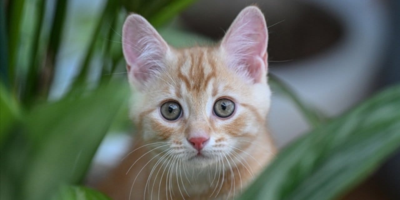 Kediyi öldürüp kaçana ödül gibi ceza!