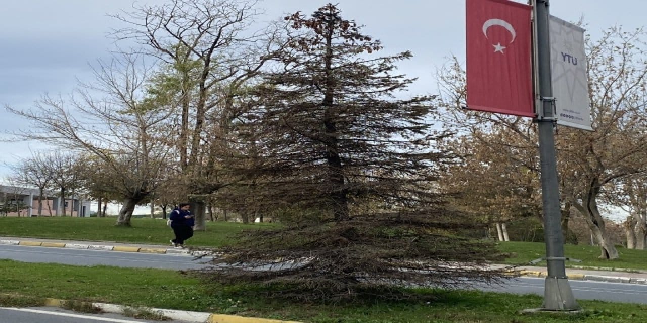 Süslenmesin diye zehirlediler mi? YTÜ’de gericiler ‘Yıldızlı Ağaç’a kezzap döktü iddiası