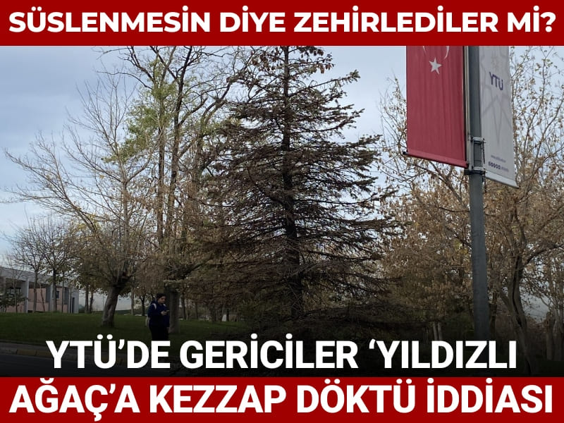 Süslenmesin diye zehirlediler mi? YTÜ’de gericiler ‘Yıldızlı Ağaç’a kezzap döktü iddiası