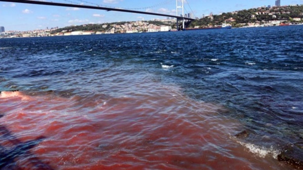 Tüm uyarılara rağmen yine aynı görüntü! Deniz kana bulandı...