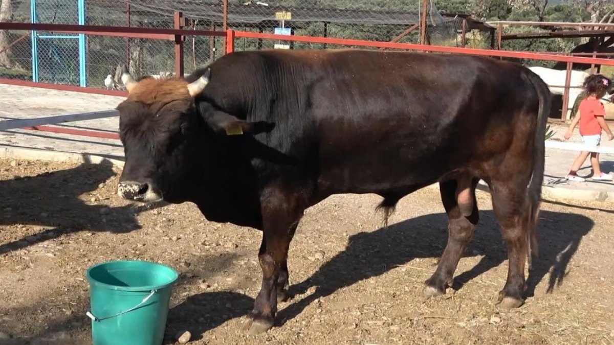 Geçen yıl kurban pazarından kaçmıştı! Boğa Ferdinand'ın keyfi yerinde...