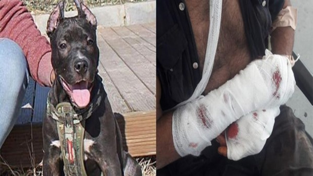 Aydın’da Pitbull dehşeti! Polis vurmak zorunda kaldı