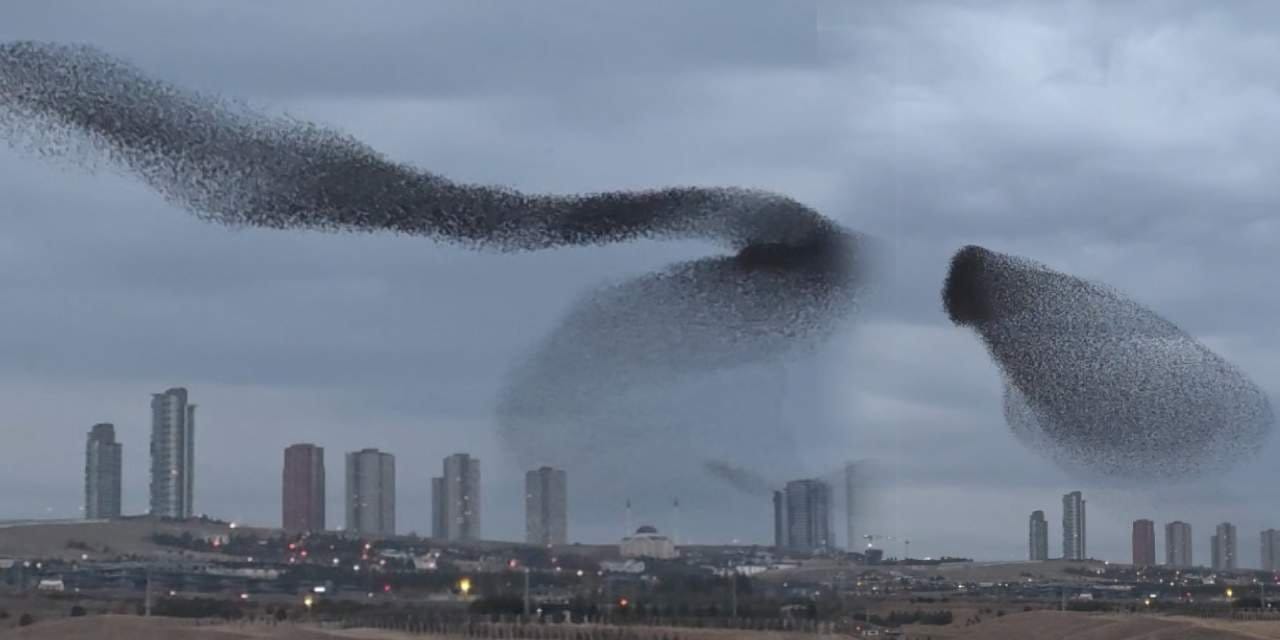 Sığırcıkların gökyüzündeki dansı büyüledi