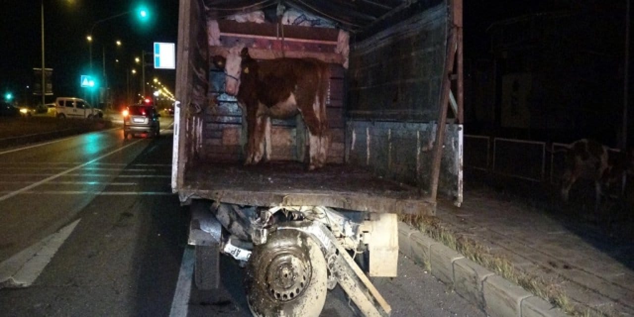 Hayvan yüklü kamyonet ve otomobil çarpıştı: 1 ölü 2 ağır yaralı