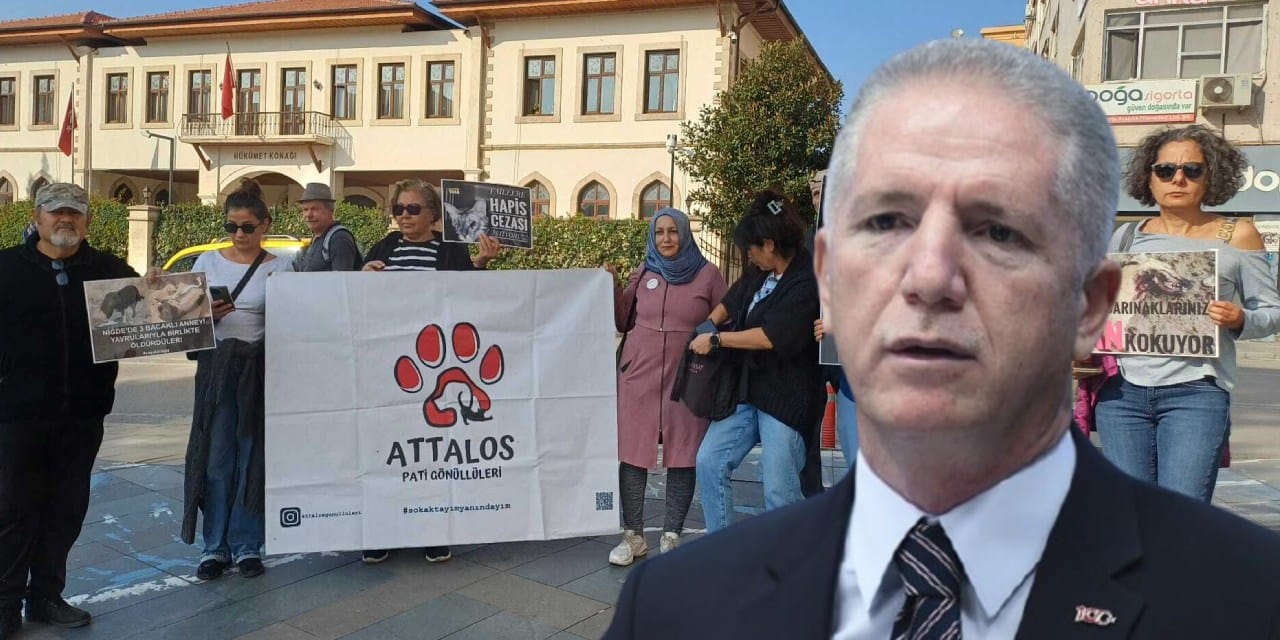 Vali Gül'ün sokak hayvanları kararına Antalya'da tepki: Tahammülümüz kalmadı