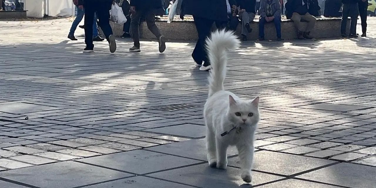 Kayseri'de kaybolan kedi Titi Ankara'da bulundu: 350 kilometreyi nasıl gitti?