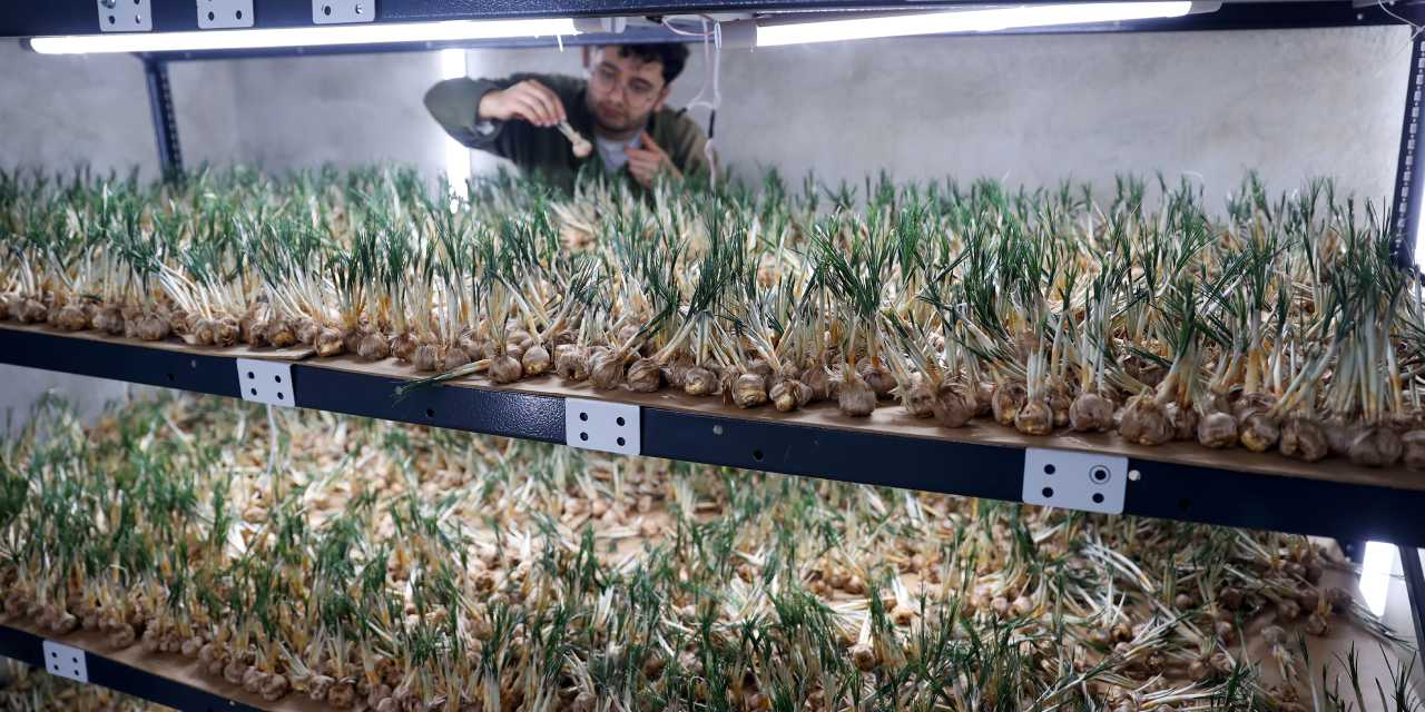 Konya'da yetiştirip 1 milyondan fazla kazandı