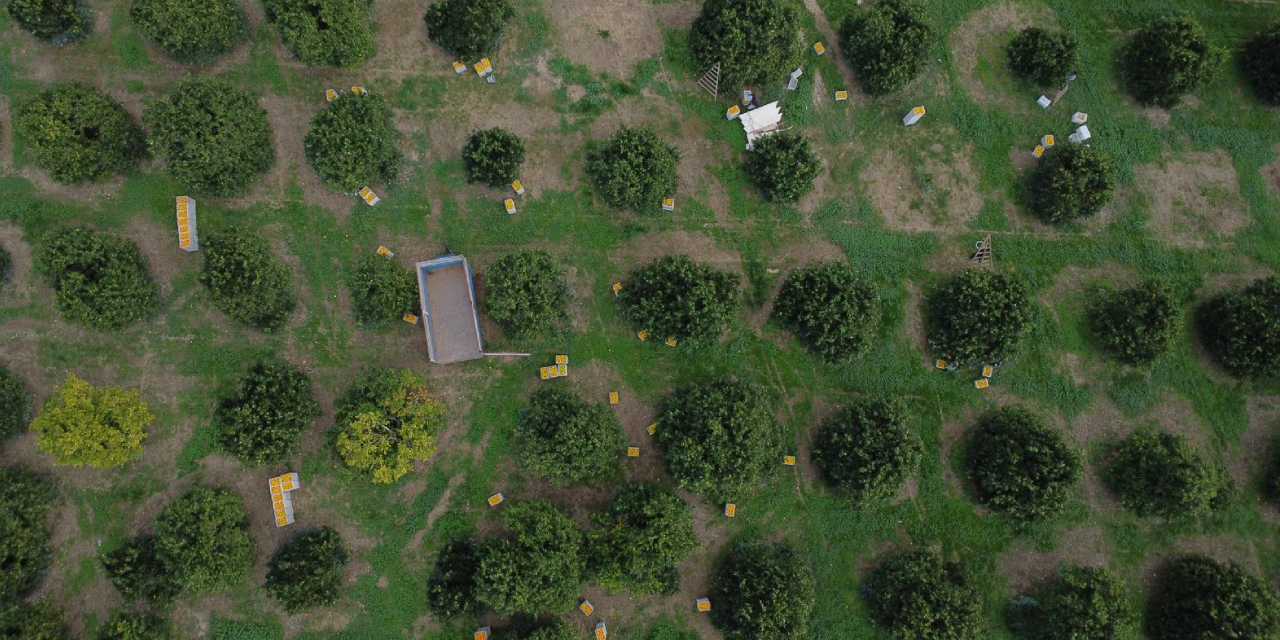 Günde 500 ton toplanıyor: Almanya ve Balkan ülkelerine gönderiliyor