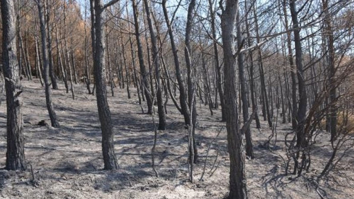 Tarihi Yarımada'da yanan saha ağaçlandırılacak