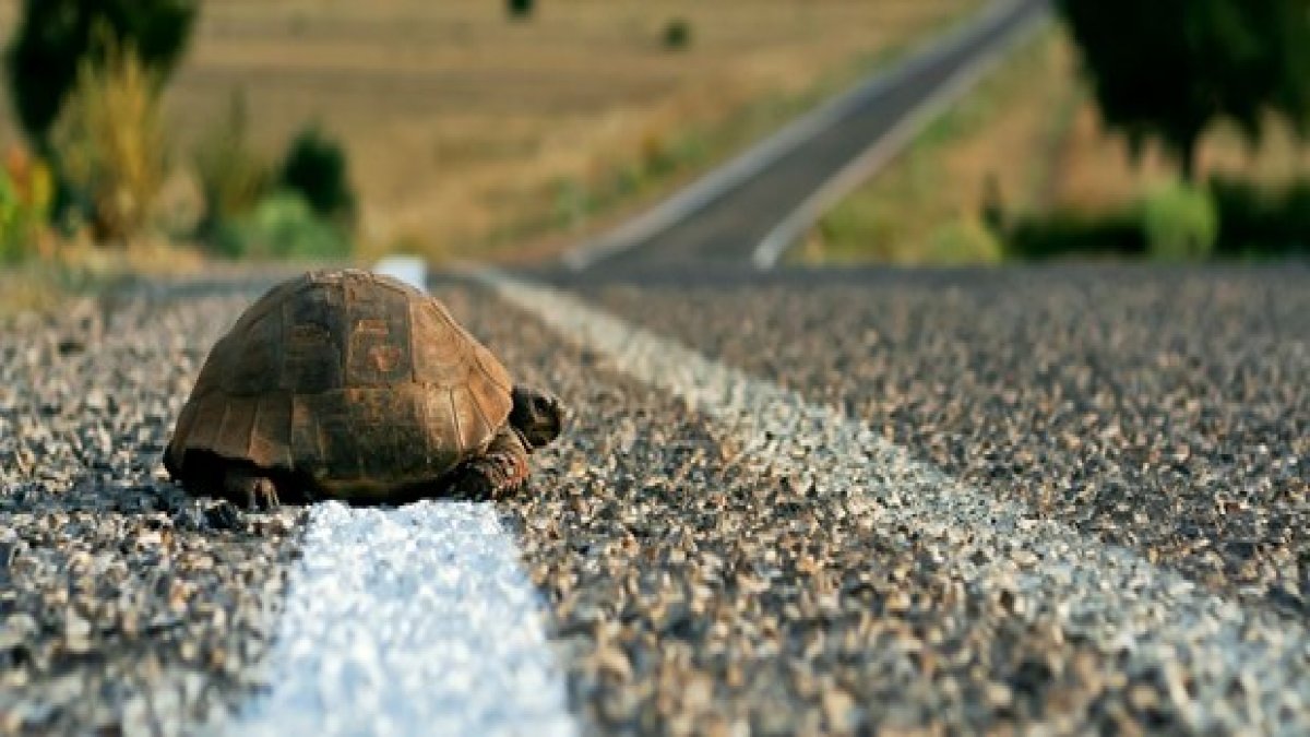 Kaplumbağayı kurtarmak isterken canından oldu