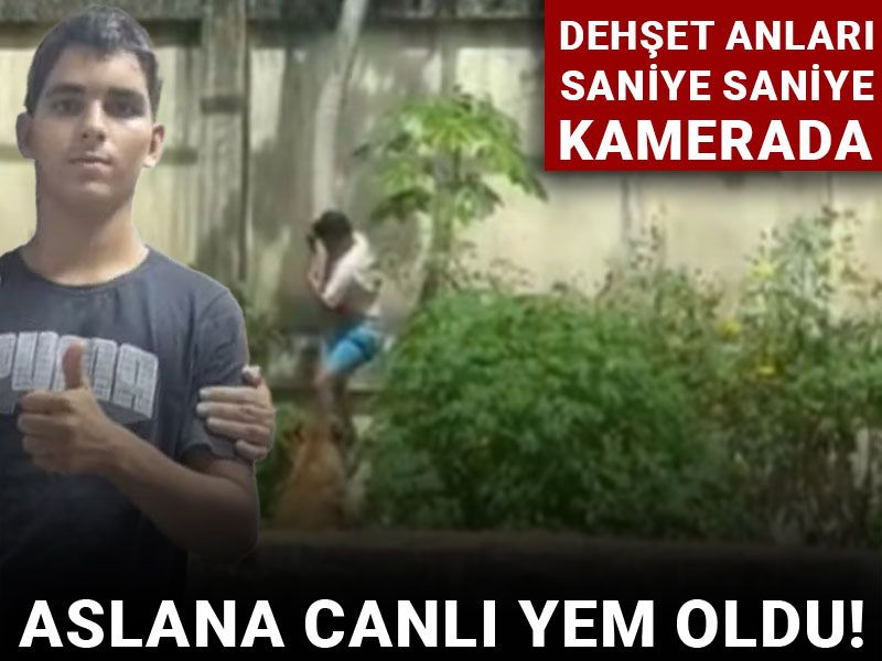 Aslana canlı yem oldu! Dehşet anları saniye saniye kamerada