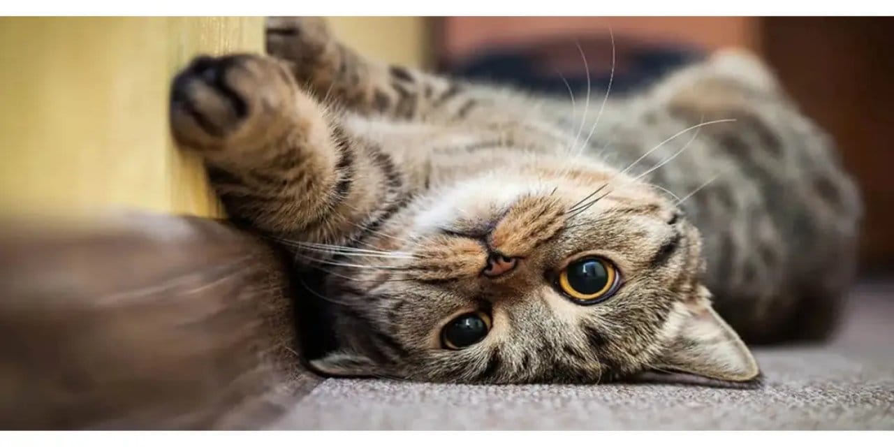 2000 yıl önce tahıl gemileriyle “miyav” deyip Avrupa’ya girdiler