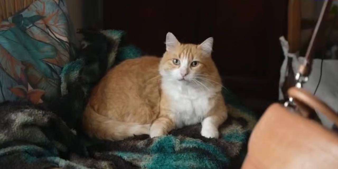 Kedi Remi'ye ev hapsi cezası verildi!