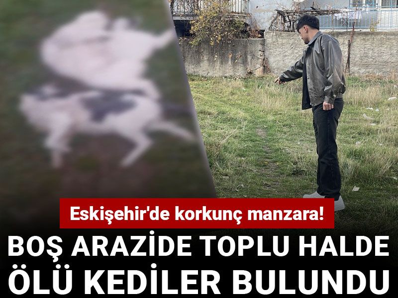 Eskişehir'de korkunç manzara! Boş arazide toplu halde ölü kediler bulundu
