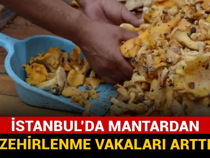 İstanbul’da mantardan zehirlenme vakaları arttı