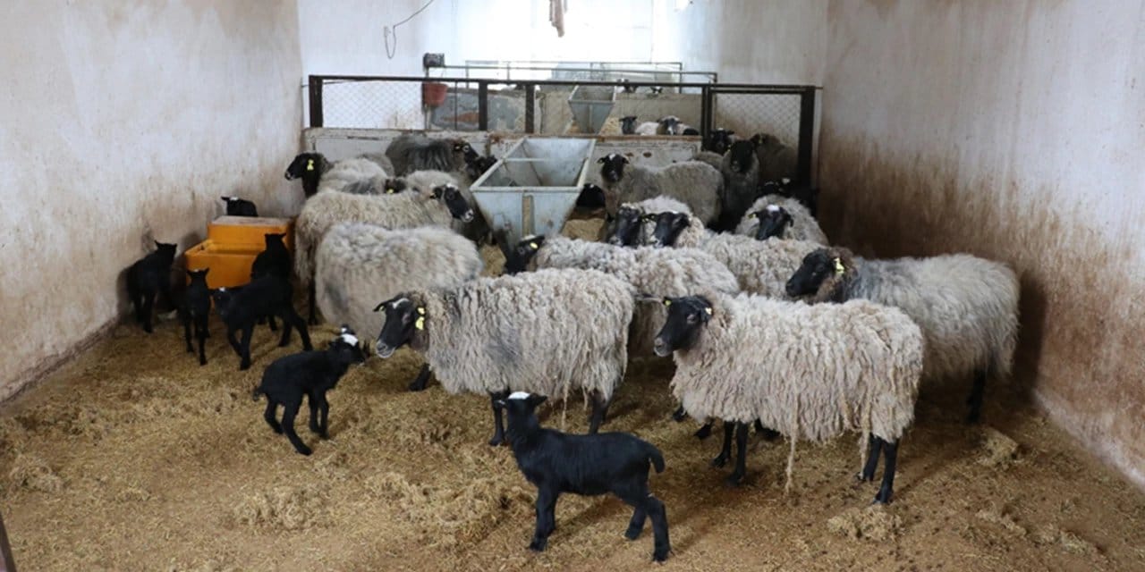 Batı Trakya'da çiçek hastalığı alarmı