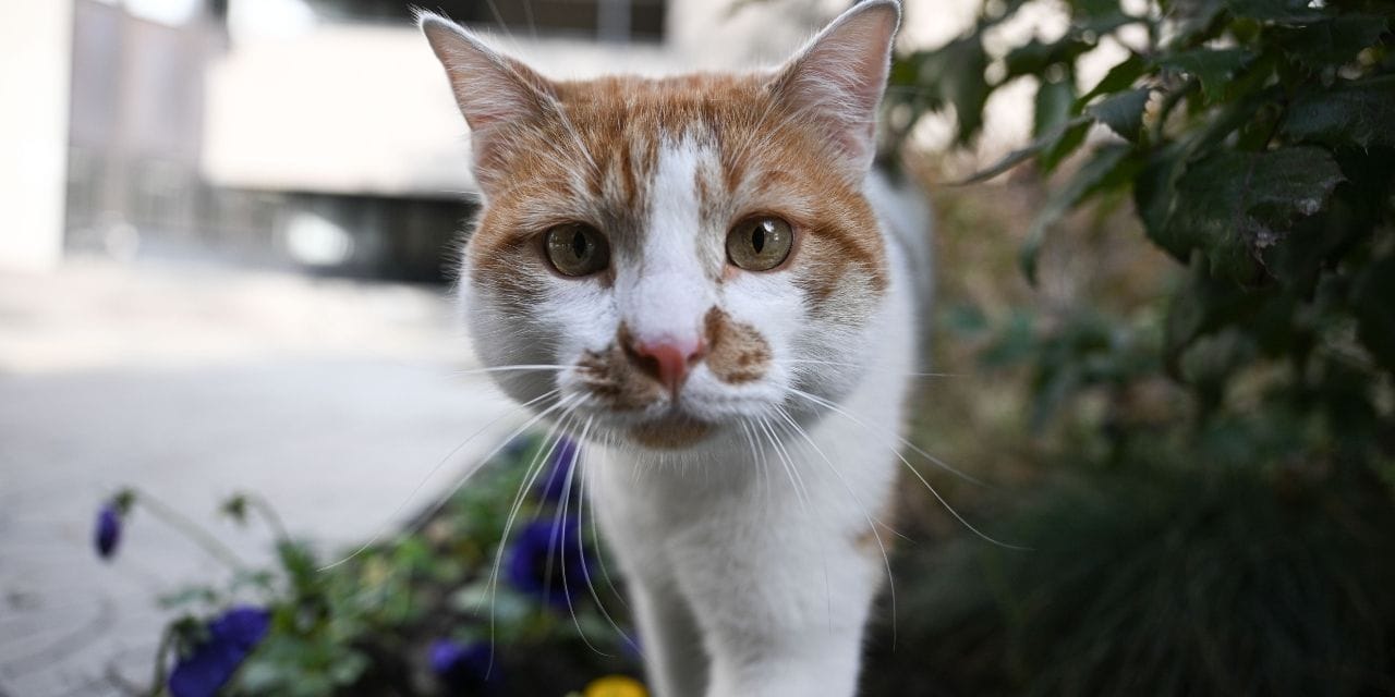 "Kedidir kedi" deyip geçmeyin: İnsanların cinsiyetine göre miyavlıyormuş!