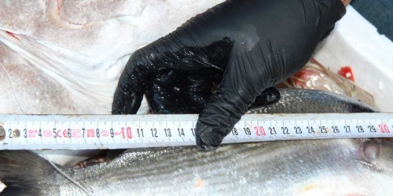 Gözüne küçük görüneni santim santim ölçtüler