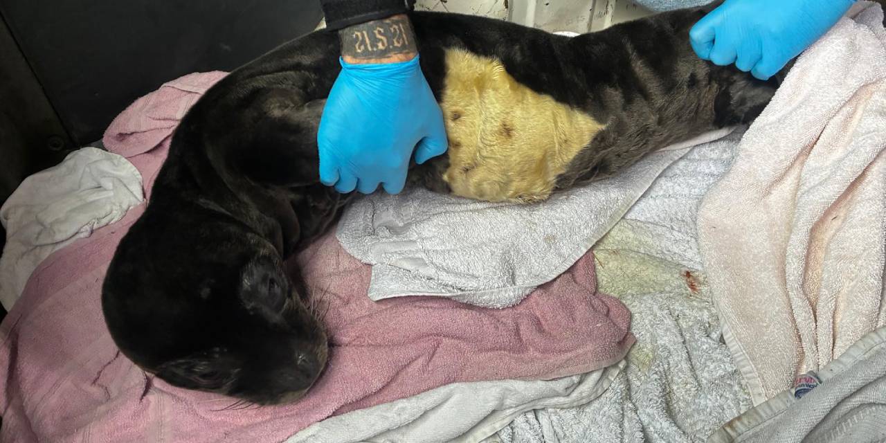 Marmaris'te karaya vuran yavru fok koruma altına alındı