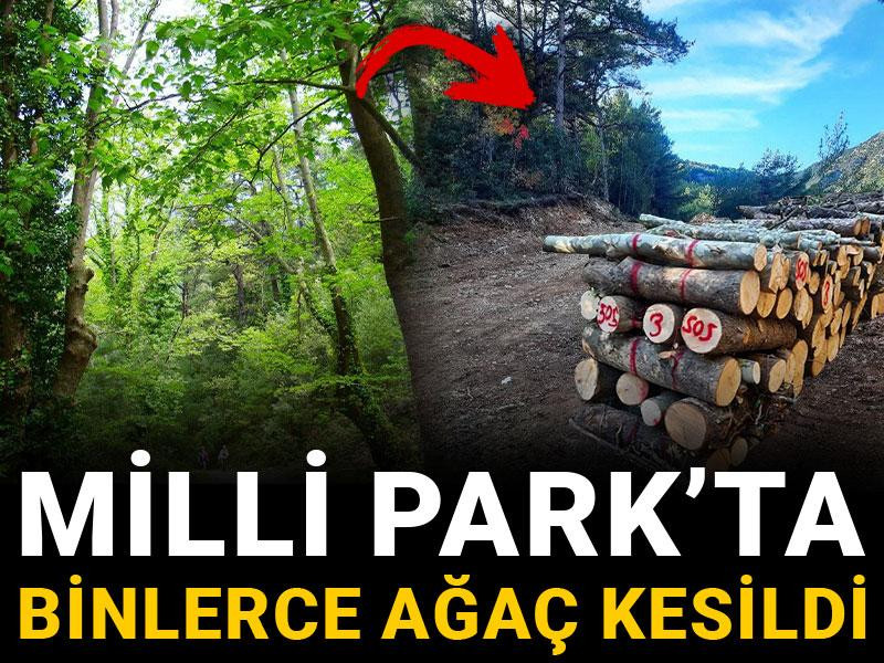Milli Park'ta binlerce ağaç kesildi