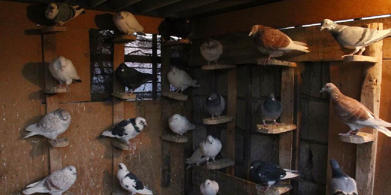 Türkiye'de bu da oldu: Güvercinlere bile haciz uygulandı, icradan satılığa çıktı