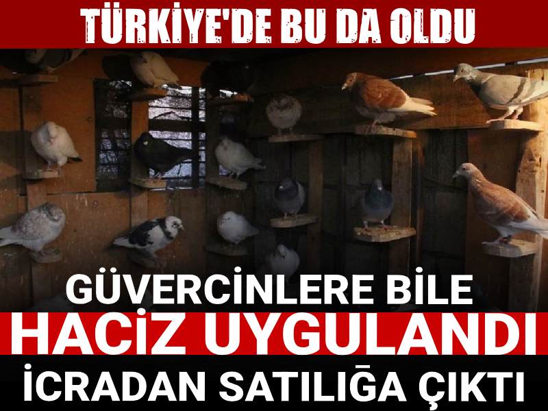 Türkiye'de bu da oldu: Güvercinlere bile haciz uygulandı, icradan satılığa çıktı