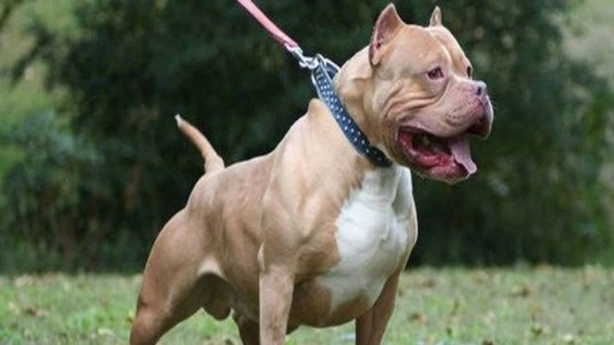 Uzmanlar açıkladı! "Pitbull saldırıyorsa kabahat sahibindedir"