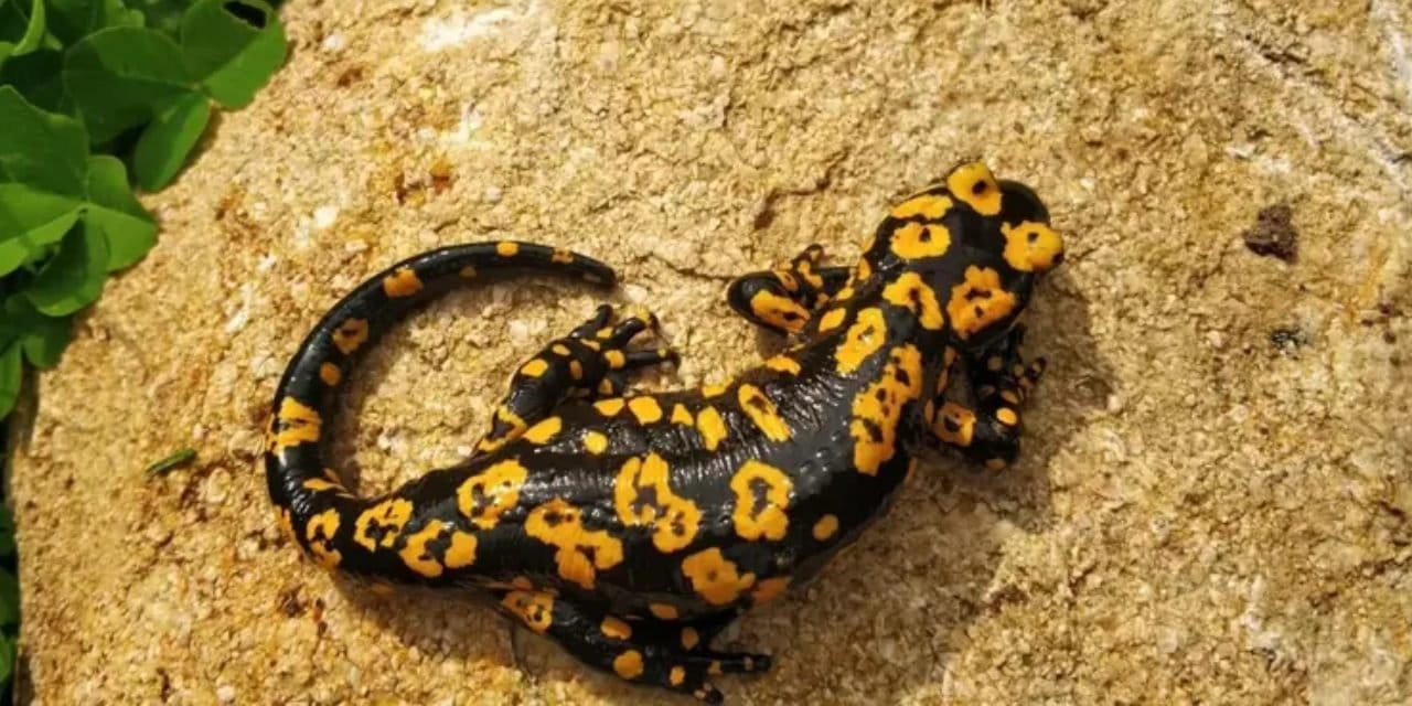 Nesli tükenmekte olan tür Erzincan'da çıktı