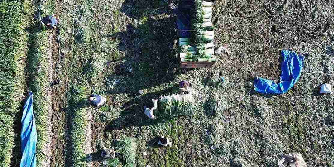 Bafra'da hasat başladı: 35-40 bin tona kadar yükselecek