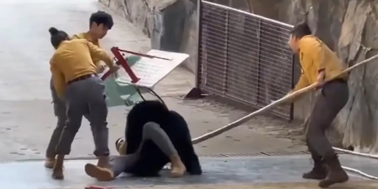 İstismar edilen ayı 'eğitimci'sine saldırdı: O anların videosu ortaya çıktı