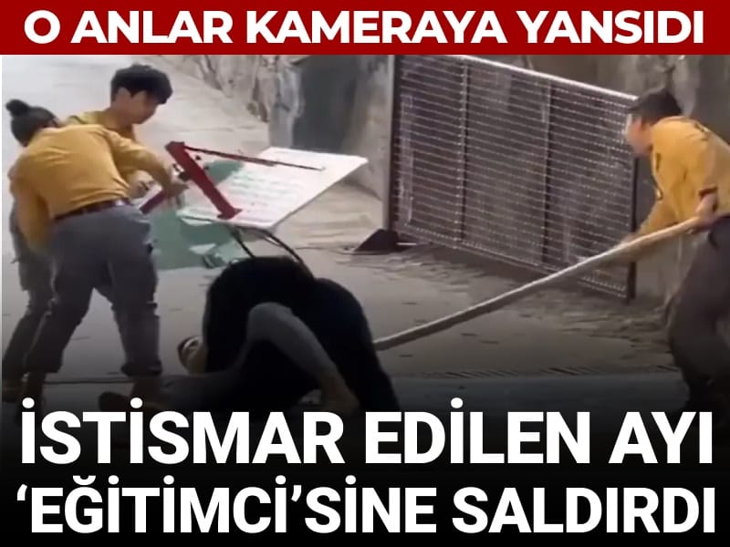 İstismar edilen ayı 'eğitimci'sine saldırdı: O anların videosu ortaya çıktı