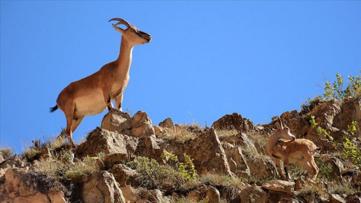 Yaban keçisi avlayanlara büyük ceza!