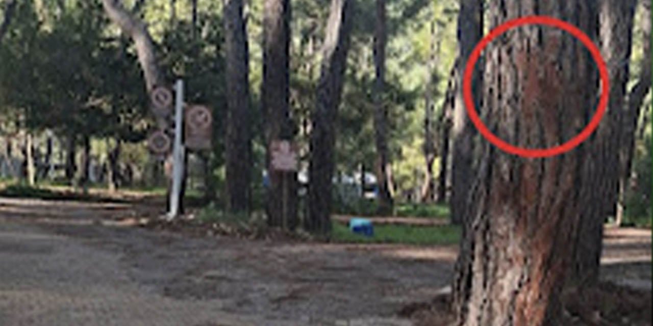 Orman Kampı'nda ağaç katliamı alarmı: Kesim alanı ilan edildi, onlarca sağlıklı ağaç işaretlendi