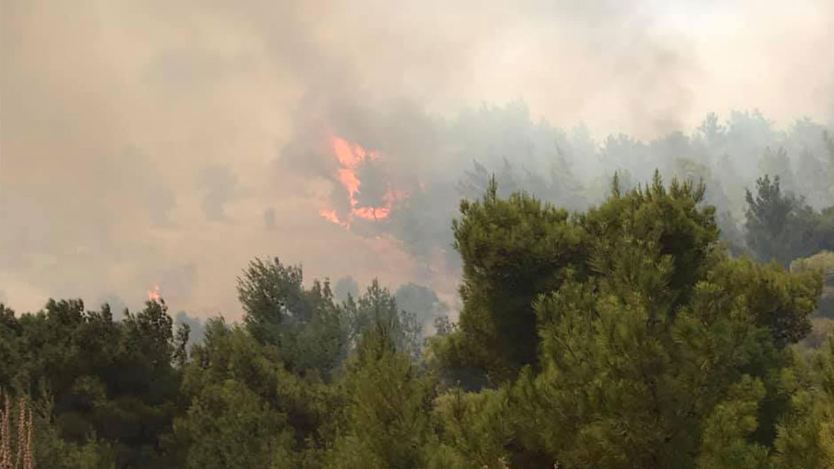 Urla'da korkunç orman yangını