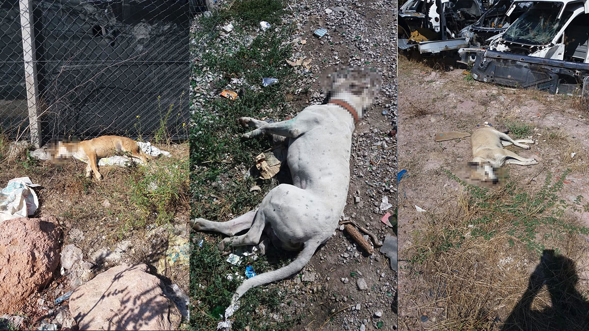 Ankara'da 3 köpek zehirlenerek öldürüldü